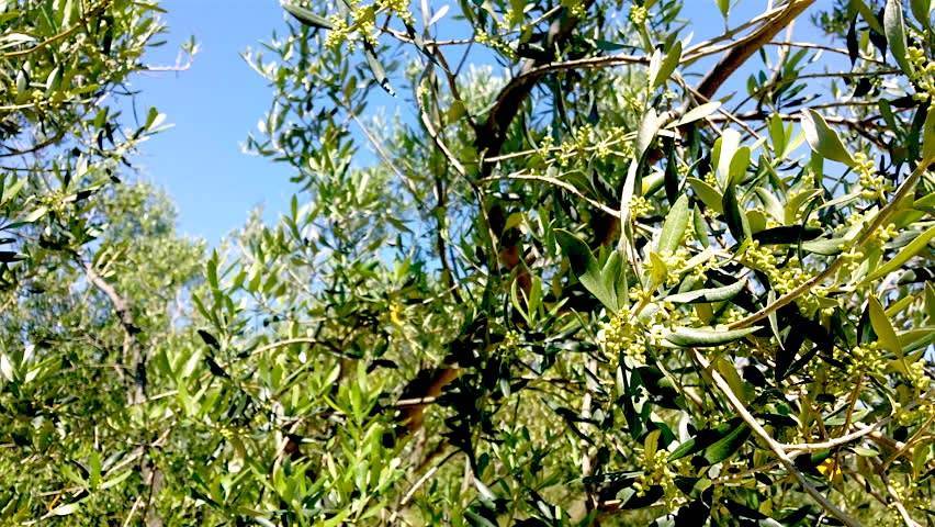 Primo giorno di Primavera, olivi in fiore