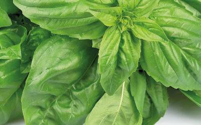 Lisabetta da Messina e olio Febo aromatizzato al basilico