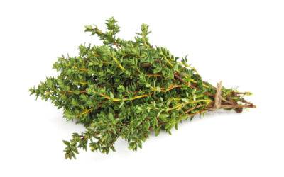 Timo, il principio della vitalità e l’aroma tipicamente mediterraneo
