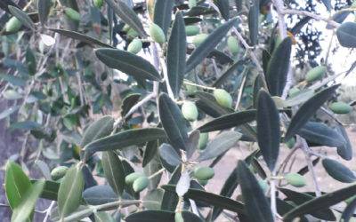 Foglie d’olivo per abbassare la pressione