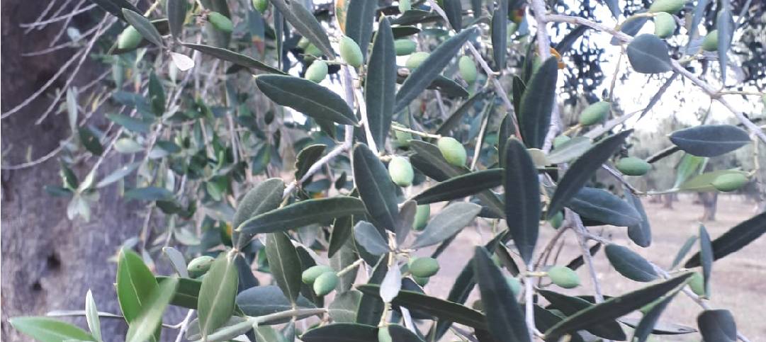 Foglie d’olivo per abbassare la pressione