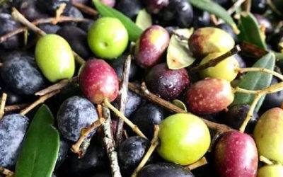 Febo Informa 5 Cultivar Ogliarola, olivi secolari, delicatezza e qualità
