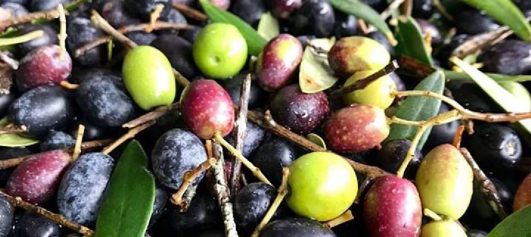 Cultivar Ogliarola, olivi secolari, delicatezza e qualità