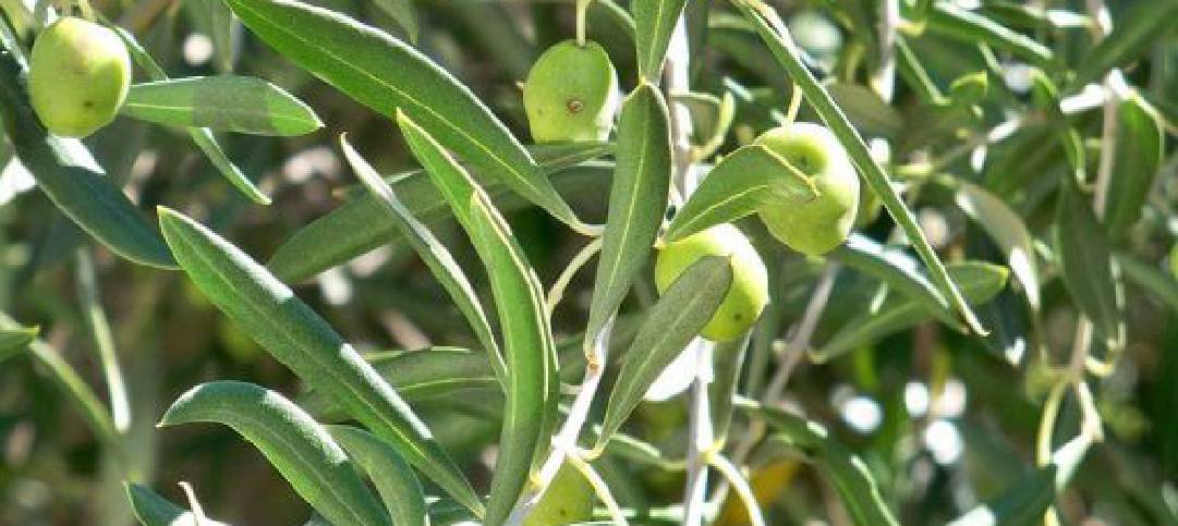 Picholine, l’oliva da cocktail che fa l’olio intenso